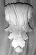 Curled Feather Decorator Display Wall Bracket