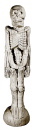 Slim Skeleton Statue