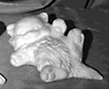 Cat statue