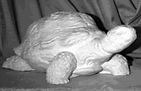 Turtle statue