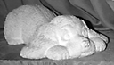 Cute Pound Dog statue