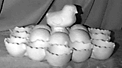 Chick Egg Dish