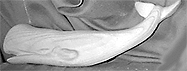 Whale Wall Art Plaque