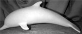 Dolphin diving down statue