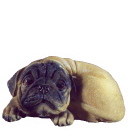 Curled up Pug Plaster Statue