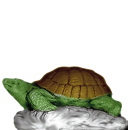 Box Turtle Plaster Statue
