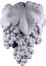 Grape Plaster Wall Planter